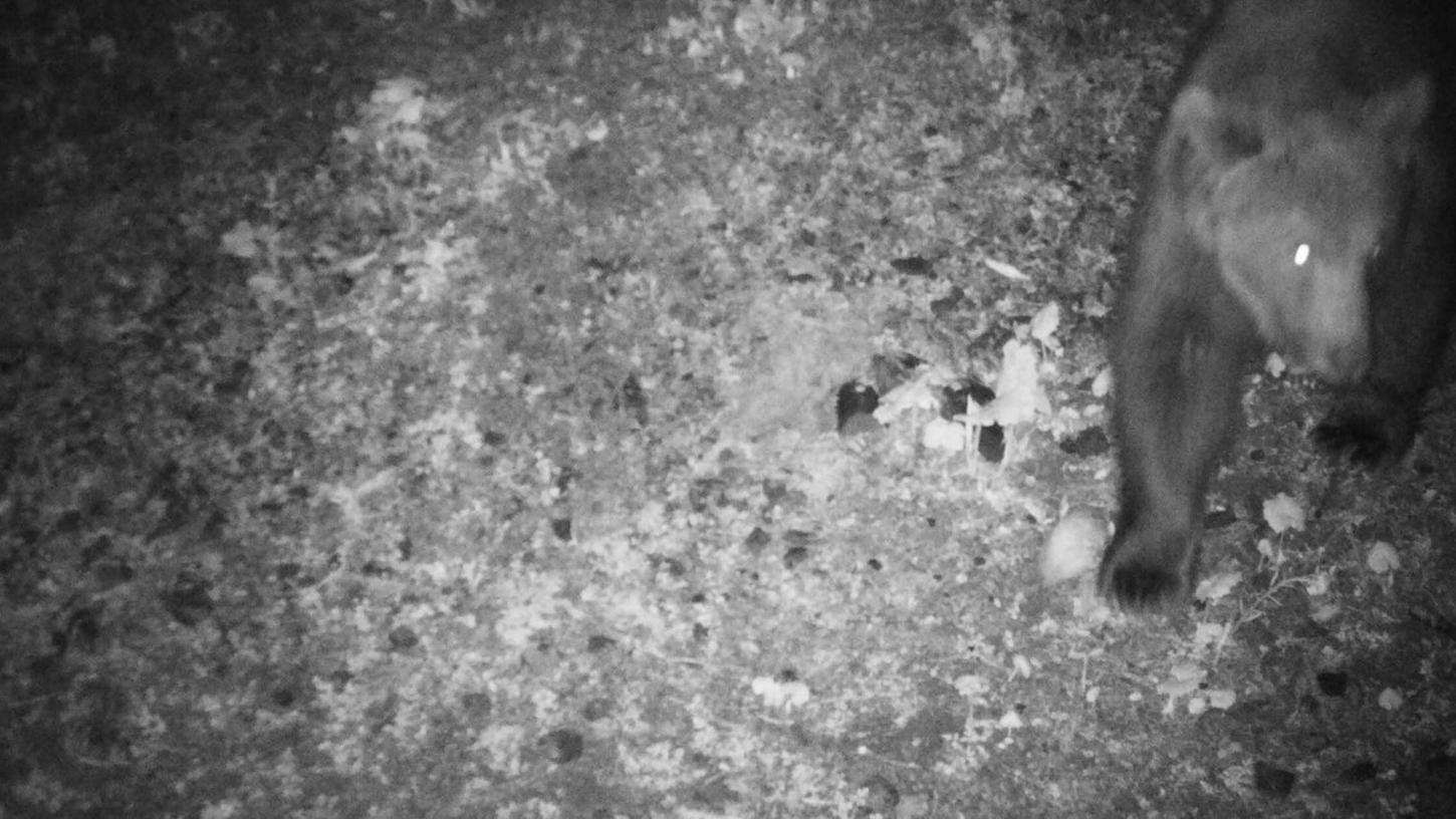 Das Foto der Wildkamera zeigt einen Braunbären, der in der Nacht auf den 22. Mai 2024 im Gemeindegebiet unterwegs war.