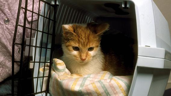 Dreister Katzenklau in Nürnberg - Dieb nimmt Tiere in Transportboxen einfach mit