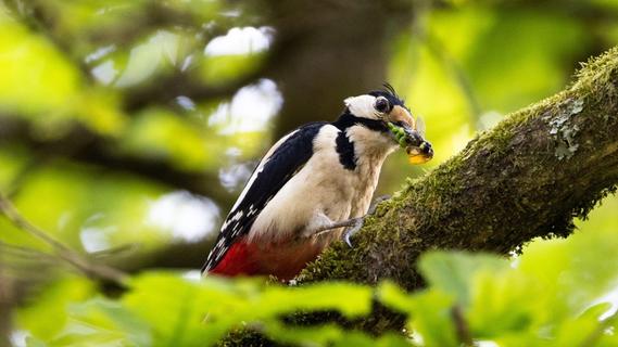 Nabu: Waldvögel erobern zunehmend Wohngebiete