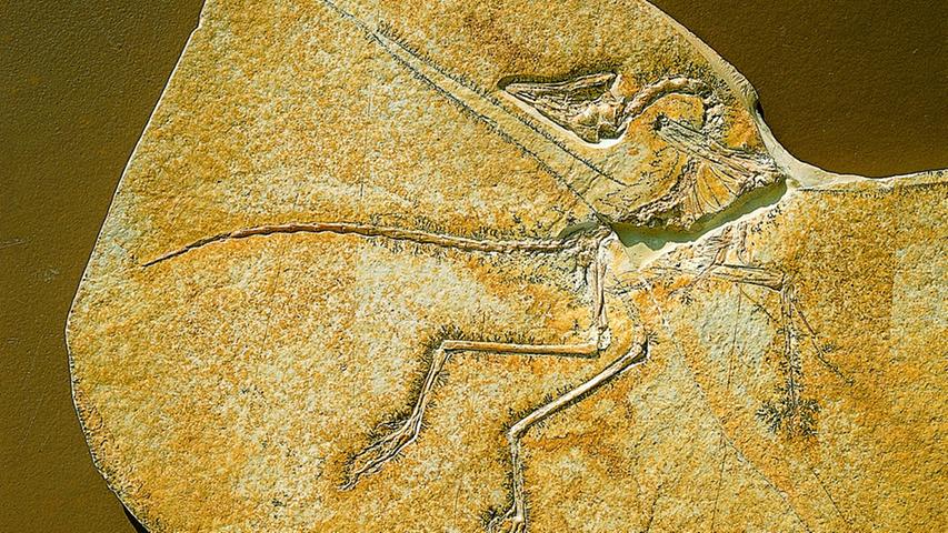 Der Urvogel Archaeopteryx wurde in einem Steinbruch bei Solnhofen gefunden. Die Steinbrüche um den Ort und das dortige Bürgermeister-Müller-Museum gelten als Pilgerstätte für Hobbyarchäologen. Es besitzt gleich zwei Originale des Urvogels.