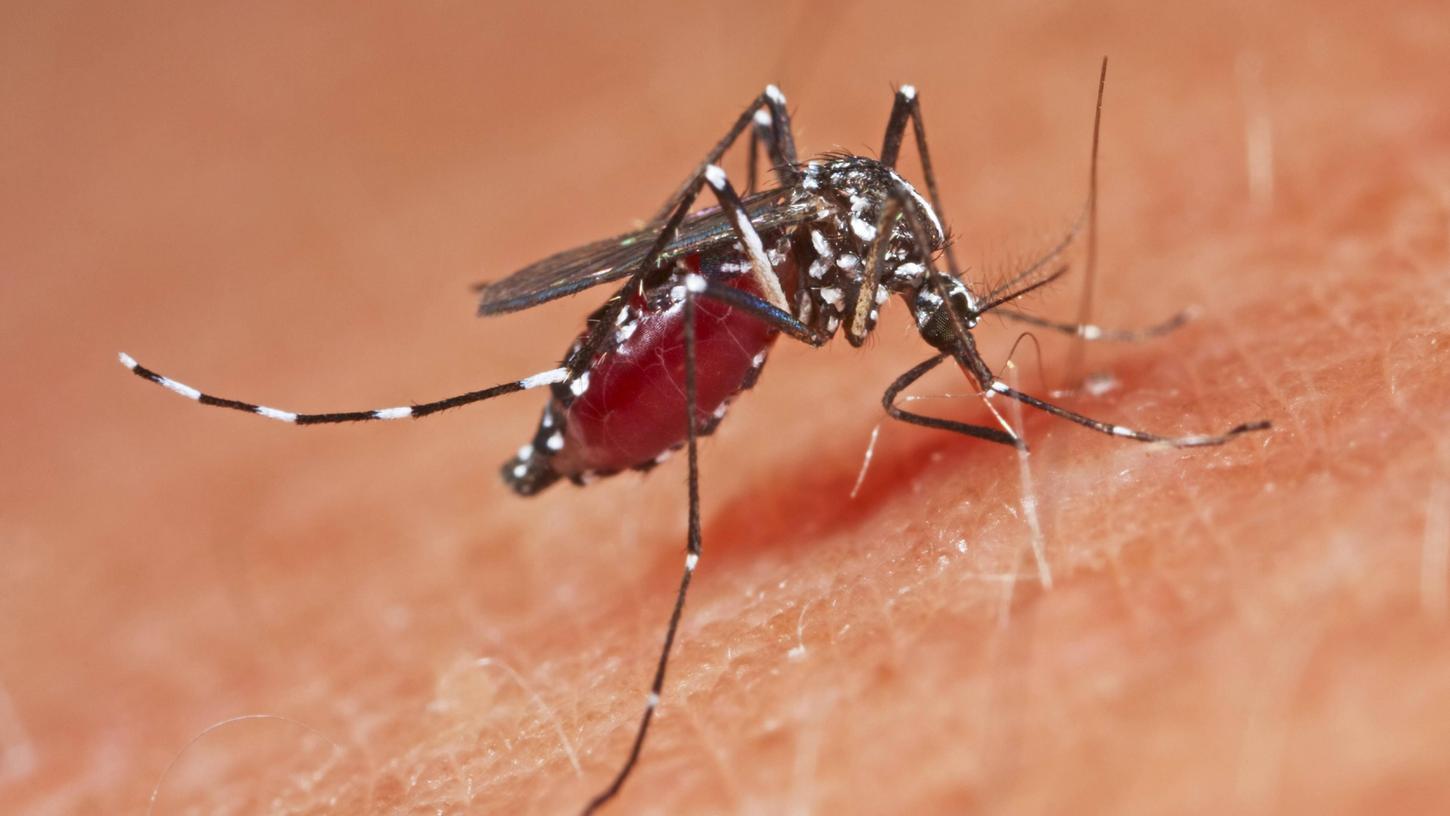 Bestimmte Stechmücken, wie die asiatische Tigermücke, können das Dengue-Virus übertragen.