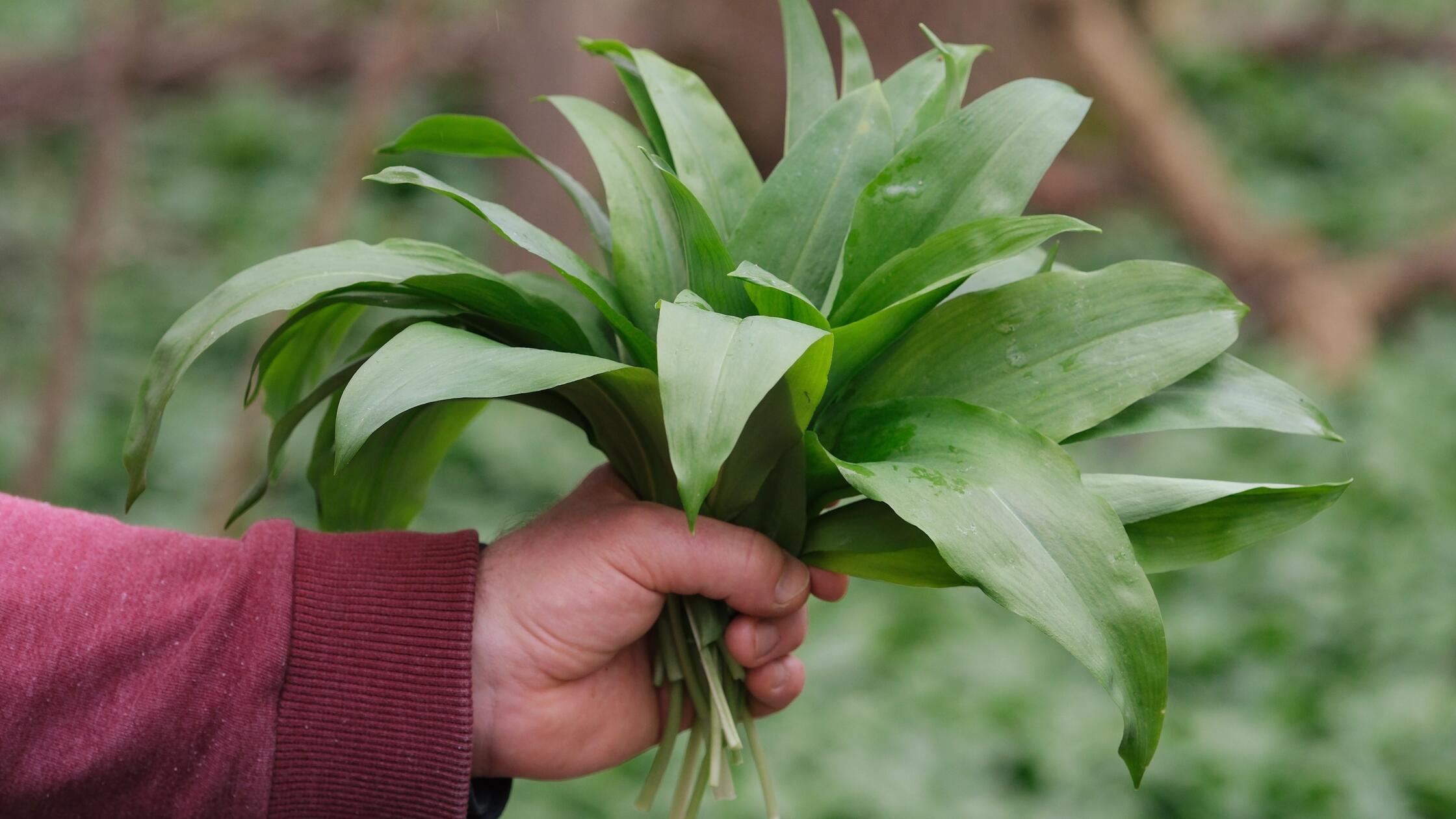 Auch in Bayern verkauft: B&auml;rlauch&ouml;l wegen Salmonellengefahr zur&uuml;ckgerufen