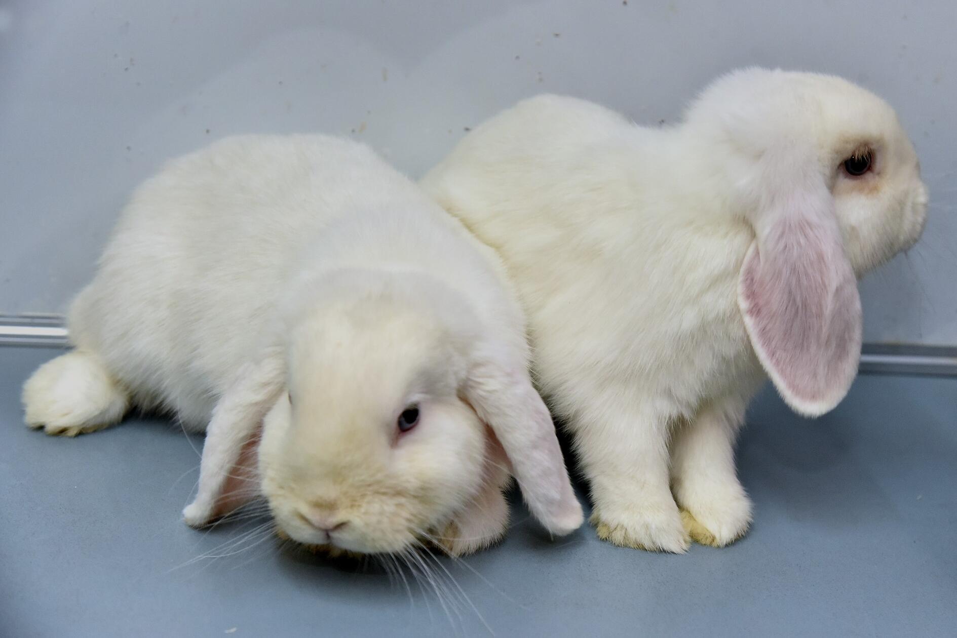 Die kleine Familie aus Mutter Baileys und Sohn Crispy (zu erkennen an dem schwarzen Fleck am Hinterteil) sucht ein neues, liebevolles Zuhause in einem Haus oder einer Wohnung. Baileys ist im April 2024 geboren und Crispy im Mai 2025. Beide sind kastriert. Sie finden mit ihrer aufgeweckten und neugierigen Art schnell den Weg ins Herz. Wer Interesse an den beiden Schlappohren hat, kann sich im Tierheim Erlangen melden.