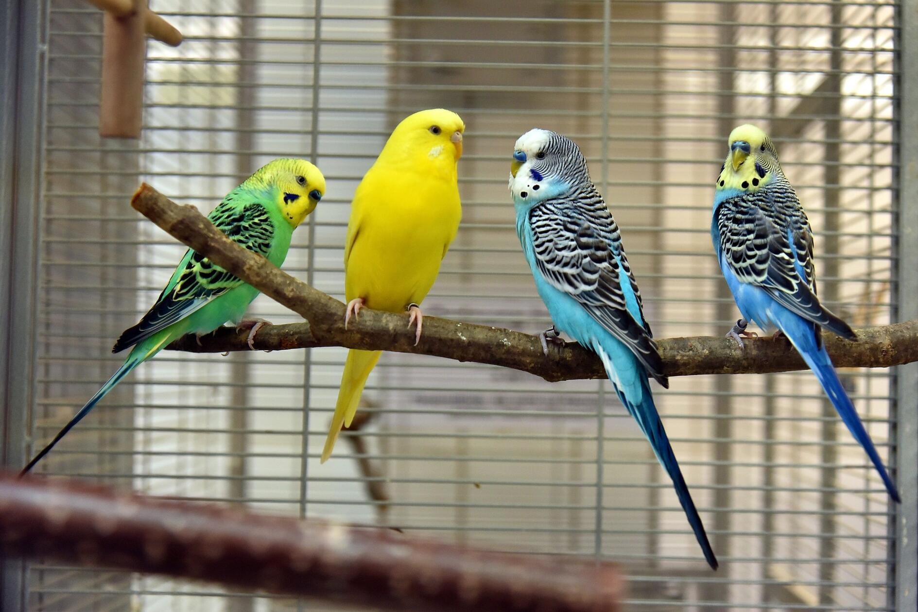 Die vier Wellensittiche Luise (gelb), Franz (grün), Karl (blau) und Bubi (blau), alle ca. ein Jahr alt, suchen ein schönes Zuhause mit Möglichkeit auf Freiflug. Bei passender Gruppe ist auch eine einzelne Vermittlung möglich.