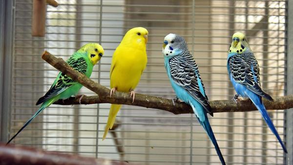 Die vier Wellensittiche Luise (gelb), Franz (grün), Karl (blau) und Bubi (blau), alle ca. ein Jahr alt, suchen ein schönes Zuhause mit Möglichkeit auf Freiflug. Bei passender Gruppe ist auch eine einzelne Vermittlung möglich.