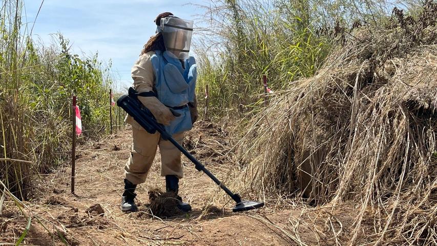 Eine Minenräumerin der belgischen Organisation Apopo sucht nach Landminen. Zuvor hatte eine Riesenhamsterratte dort angeschlagen.