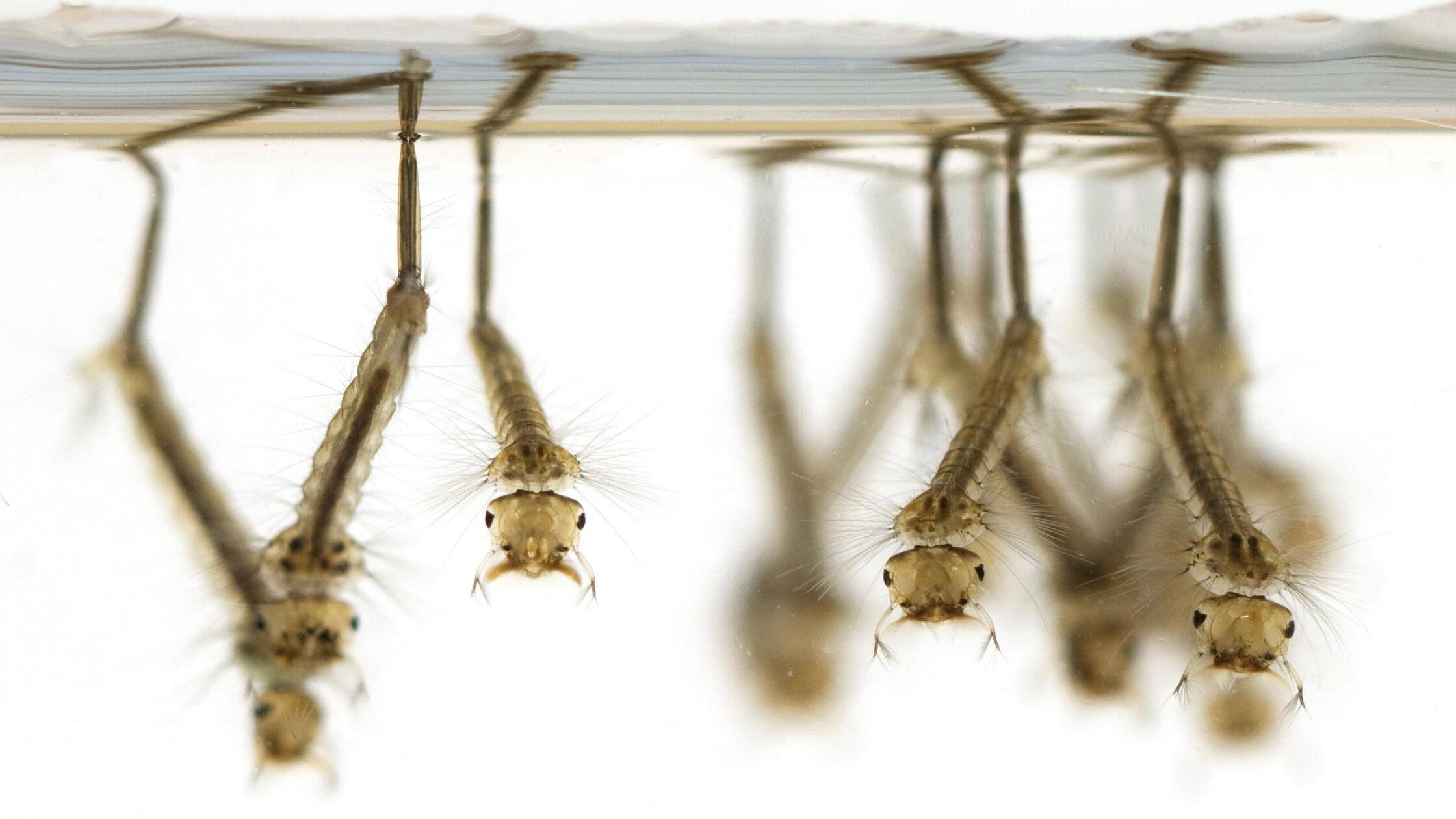 Mückenlarven Bekämpfung und Vorbeugung in Teich & Tonne