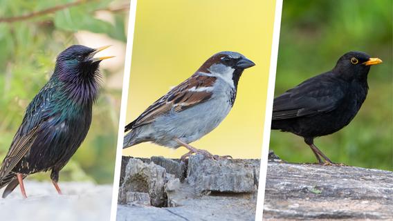 Zählaktion: Welche Vögel im Nürnberger Land am häufigsten vorkommen
