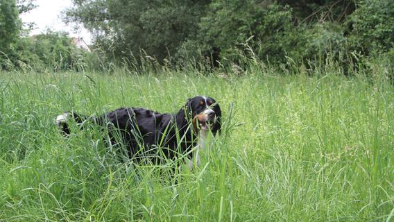 Hunde im hohen Gras: Wann wird am Feuchter Gauchsbach gemäht?