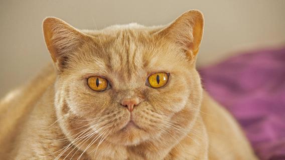 Grausame Tierquälerei: Katze in Bayern bei lebendigem Leib gehäutet - Täter unbekannt