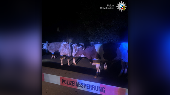 Nach kilometerlanger "Wanderung": Polizei fängt entlaufene Kuhherde in Franken ein