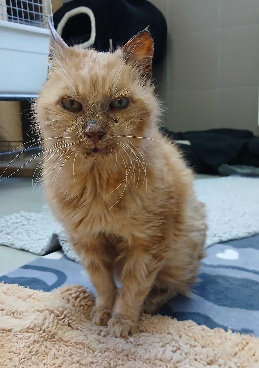 Dass Findus noch einmal ein neues Zuhause findet, ist eher unwahrscheinlich. Der rotgetigerte Katzensenior ist gut und gerne 15 Jahre alt und kann wegen seines schwachen körperlichen Zustandes auf absehbare Zeit weder geimpft noch kastriert werden, er würde die Narkose für die Operation nämlich nicht überleben. Findus hat vermutlich ein hartes Leben hinter sich. Er saß mitten auf einer Straße in Sindlbach und konnte nicht mehr weiter. Eine mitfühlende Anwohnerin brachte ihn ins Tierheim. Das alles gehört nun der Vergangenheit an, doch Findus ist nach wie vor sehr dünn und unsicher auf den Beinchen. Wer zu Findus´ Unterhalt beitragen möchte, kann sich gerne zunächst telefonisch über eine entsprechende Tier-Patenschaft informieren lassen.