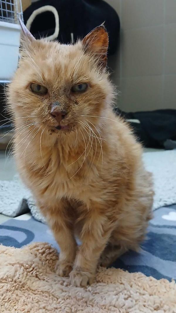 Dass Findus noch einmal ein neues Zuhause findet, ist eher unwahrscheinlich. Der rotgetigerte Katzensenior ist gut und gerne 15 Jahre alt und kann wegen seines schwachen körperlichen Zustandes auf absehbare Zeit weder geimpft noch kastriert werden, er würde die Narkose für die Operation nämlich nicht überleben. Findus hat vermutlich ein hartes Leben hinter sich. Er saß mitten auf einer Straße in Sindlbach und konnte nicht mehr weiter. Eine mitfühlende Anwohnerin brachte ihn ins Tierheim. Das alles gehört nun der Vergangenheit an, doch Findus ist nach wie vor sehr dünn und unsicher auf den Beinchen. Wer zu Findus´ Unterhalt beitragen möchte, kann sich gerne zunächst telefonisch über eine entsprechende Tier-Patenschaft informieren lassen.