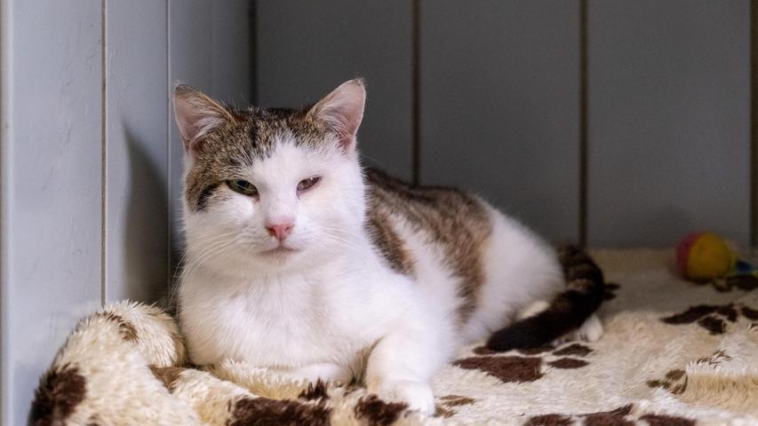 Aus Velburg wurde der getigert-weiße Fundkater am 20. März ins Tierheim Neumarkt gebracht. Er versuchte seit längerem, sich auf einer Terrasse im Gänsanger einzuquartieren, womit die dort ansässigen kätzischen Bewohner und deren Besitzer begreiflicherweise nicht einverstanden waren. Der Kater ist etwa sieben Monate alt, noch unkastriert und trägt keinerlei Kennzeichnung. Sein linkes Auge ist etwas trüb, aber nicht akut entzündet, entuell ist die Trübung eine Spätfolge einer früheren Katzenschnupfen-Erkrankung. Der Kater ist zutraulich, sehr menschenbezogen und verschmust, er muss also ein Zuhause haben. Die Besitzer können ihr Familienmitglied unter Vorlage eines aussagekräftigen Eigentumsnachweises wieder aus dem Tierheim abholen. Aus Velburg wurde der getigert-weiße Fundkater am 20. März ins Tierheim Neumarkt gebracht. Er versuchte seit längerem, sich auf einer Terrasse im Gänsanger einzuquartieren, womit die dort ansässigen kätzischen Bewohner und deren Besitzer begreiflicherweise nicht einverstanden waren. Der Kater ist etwa sieben Monate alt, noch unkastriert und trägt keinerlei Kennzeichnung. Sein linkes Auge ist etwas trüb, aber nicht akut entzündet, entuell ist die Trübung eine Spätfolge einer früheren Katzenschnupfen-Erkrankung. Der Kater ist zutraulich, sehr menschenbezogen und verschmust, er muss also ein Zuhause haben. Die Besitzer können ihr Familienmitglied unter Vorlage eines aussagekräftigen Eigentumsnachweises wieder aus dem Tierheim abholen.
