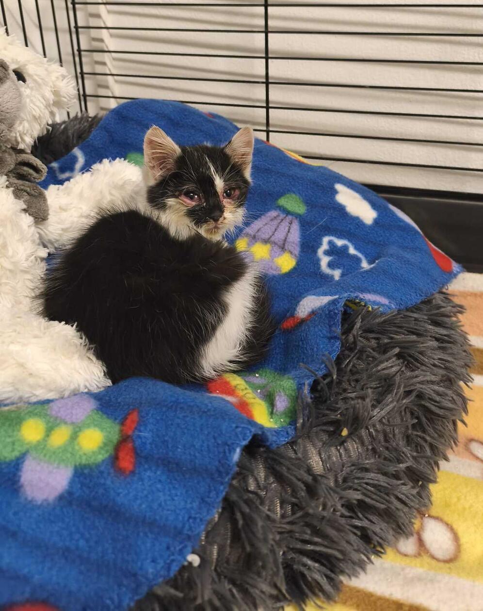 Das etwa sieben Wochen alte weibliche Fundkätzchen saß Mitte Oktober auf der Marktstraße in Schnufenhofen/Seubersdorf und wäre beinahe von einem Auto erfasst worden. Sehen konnte die schwarz-weiße Kleine fast nichts, denn ihre Augen sind stark entzündet und waren zum Fundzeitpunkt mit Eiter und Schmutz verklebt. Auch das Fell wies starke Verschmutzungen mit Kuhdung auf. Das Häufchen Elend musste deshalb erst einmal eine gründliche Katzenwäsche über sich ergehen lassen, bevor es sich ausgiebig seinem Futternapf widmen und ins weiche Bettchen kuscheln konnte. Die kleine Kätzin kennt Menschen, denn sie schmiegt sich sofort in eine offene Hand, schnurrt und animiert zum Streicheln. Wo in Schnufenhofen wird die Kleine vermisst?