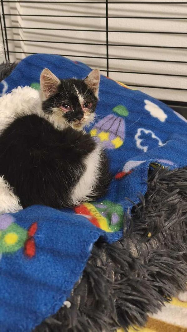 Das etwa sieben Wochen alte weibliche Fundkätzchen saß Mitte Oktober auf der Marktstraße in Schnufenhofen/Seubersdorf und wäre beinahe von einem Auto erfasst worden. Sehen konnte die schwarz-weiße Kleine fast nichts, denn ihre Augen sind stark entzündet und waren zum Fundzeitpunkt mit Eiter und Schmutz verklebt. Auch das Fell wies starke Verschmutzungen mit Kuhdung auf. Das Häufchen Elend musste deshalb erst einmal eine gründliche Katzenwäsche über sich ergehen lassen, bevor es sich ausgiebig seinem Futternapf widmen und ins weiche Bettchen kuscheln konnte. Die kleine Kätzin kennt Menschen, denn sie schmiegt sich sofort in eine offene Hand, schnurrt und animiert zum Streicheln. Wo in Schnufenhofen wird die Kleine vermisst?