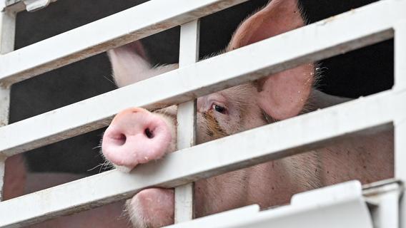 160 Schweine mussten in Erlangen gekeult werden - war Lkw-Fahrer schuld an erbärmlichem Zustand?