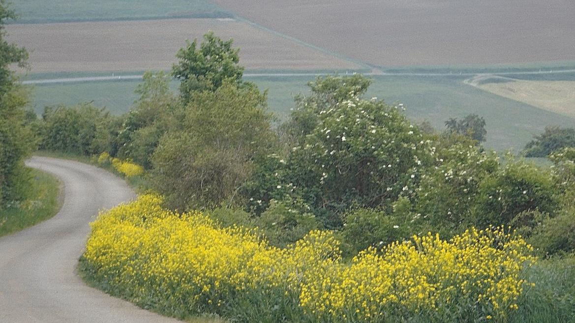 Das Zackenschötchen wächst oberhalb von Oberhochstatt. Das Zackenschötchen wächst oberhalb von Oberhochstatt.