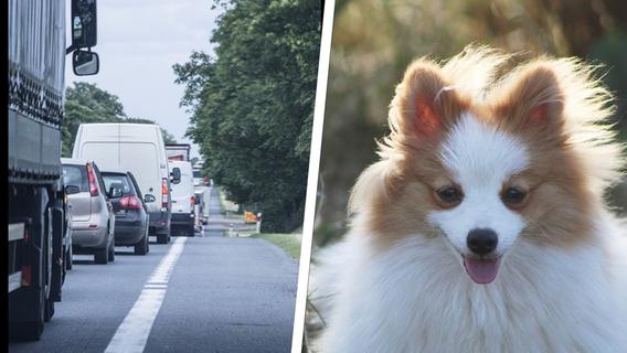 Zwei Hunde bei A9 in Mittelfranken ausgesetzt: Tier rennt auf Autobahn und stirbt