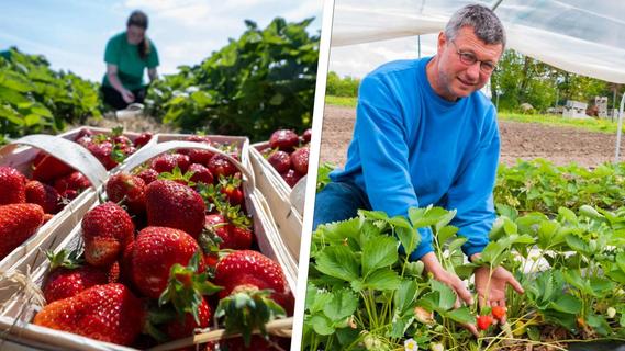 Erdbeerzeit in Roth und Schwabach: Das kostet das Kilo zum Selbstpflücken auf den Feldern im Umkreis