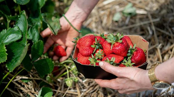 urn:newsml:dpa.com:20090101:240528-935-112463