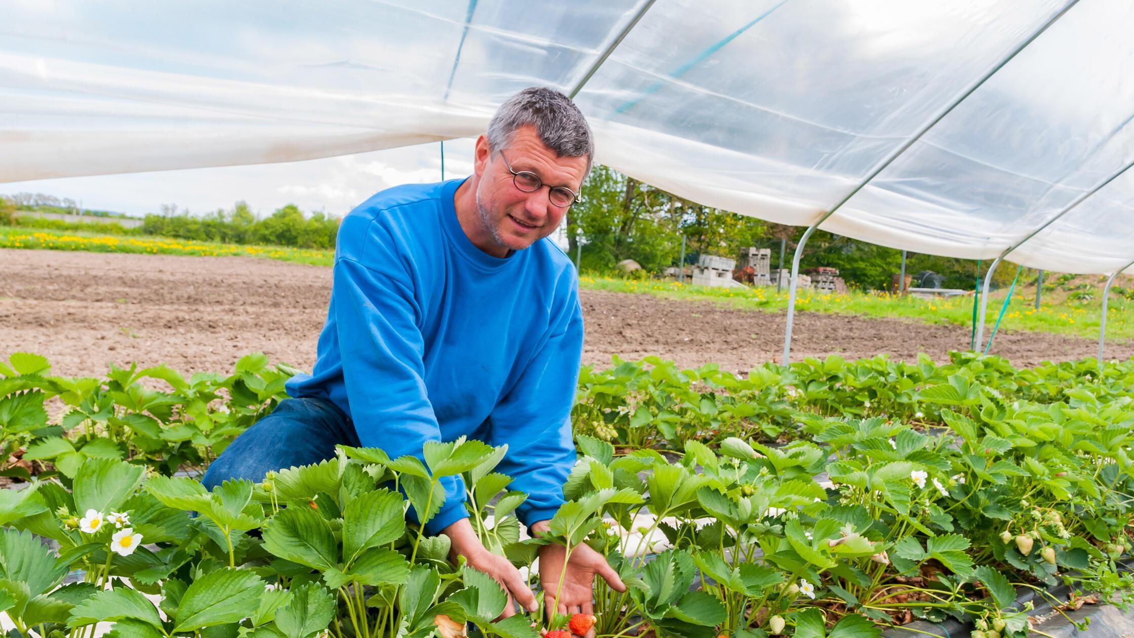 Eisheiligen - Bauernregeln