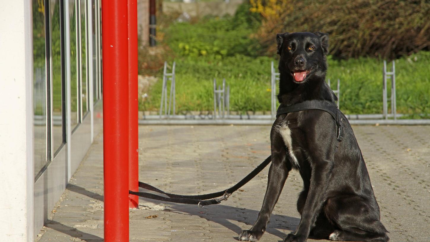 Ein Hund wartet angeleint vor einem Supermarkt (Symbolbild). Eine Frau hat in Berlin einen ähnlichen Vorfall registriert und ihre Beobachtung auf Facebook öffentlich gemacht. 