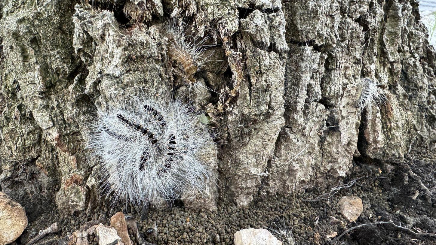 In Schwandorf sind Eichenprozessionsspinner an einem Baum gefunden worden. In Schwandorf sind Eichenprozessionsspinner an einem Baum gefunden worden.