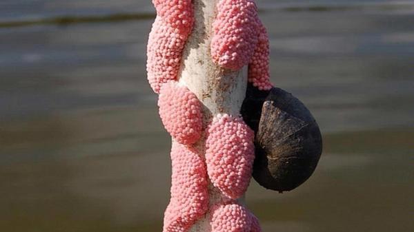 Pomacea maculata
