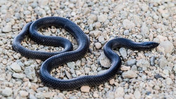 Neue Schlangenart auf der Arabischen Halbinsel entdeckt