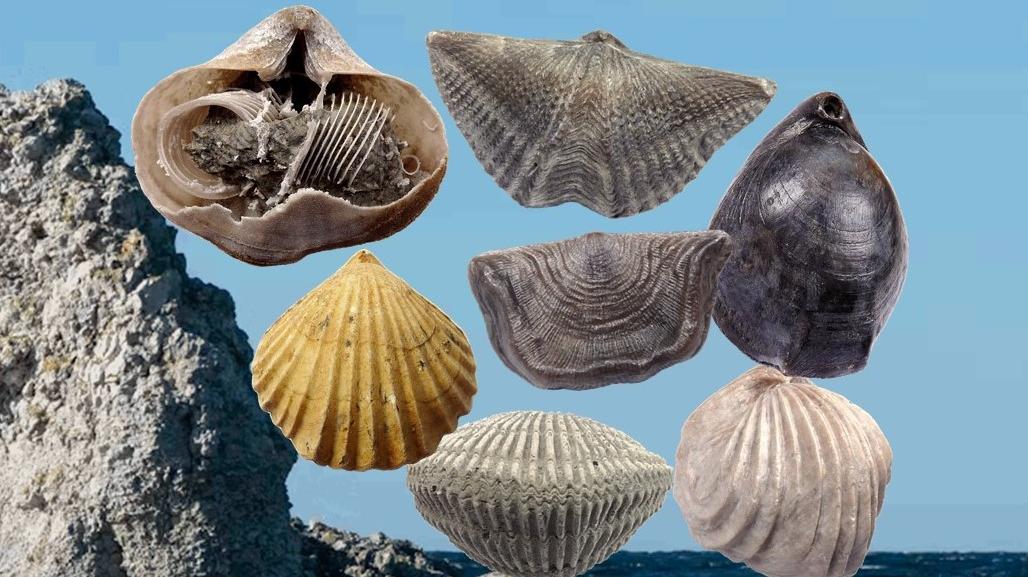 Brachiopoden – die ersten Lebewesen mit harten Schalen in den Weltmeeren.