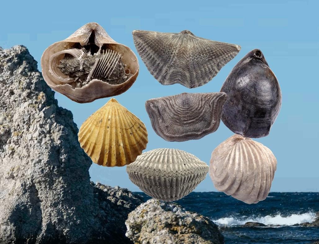 MUZ Bild Brachiopodenausstellung - Hintergrundfoto Farö von Oleh Holodyshyn.jpg