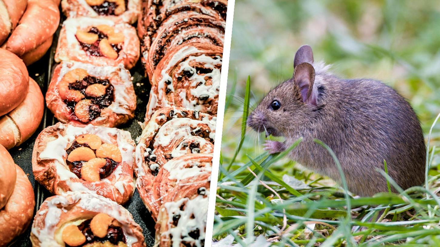 Eine Maus labte sich im Backwarenfach einer Rewe-Filiale an den süßen Teilchen (Symbolbilder). Eine Maus labte sich im Backwarenfach einer Rewe-Filiale an den süßen Teilchen (Symbolbilder).