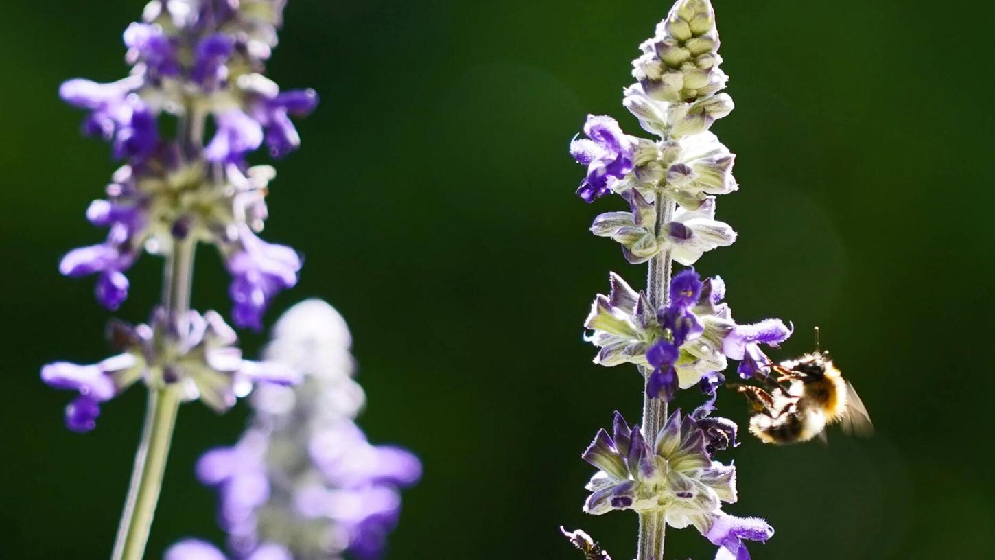 Lavendel ist ein Klassiker der bienenfreundlichen Balkonpflanzen. Welche gibt es noch?