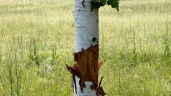 Naturschänder am Werk: Unbekannte haben in Oberasbach Bäume malträtiert - Hoher Schaden