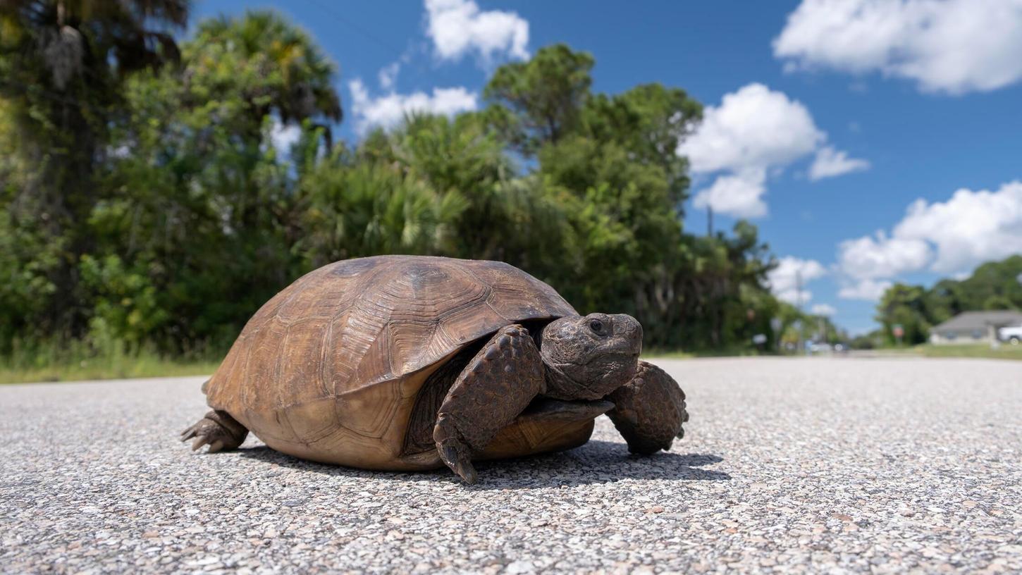 Eine herrenlose Schildkröte war auf der Staatsstraße von Hilpoltstein nach Unterrödel unterwegs - für sie ging es glimpflich aus. Eine herrenlose Schildkröte war auf der Staatsstraße von Hilpoltstein nach Unterrödel unterwegs - für sie ging es glimpflich aus.