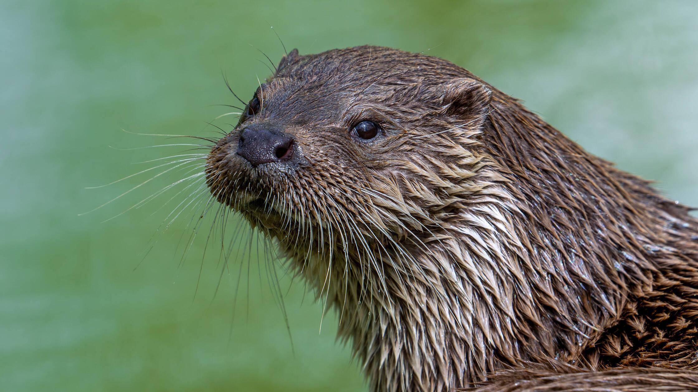 Otter Als Haustier In Deutschland Otter als Haustier halten: Ist das in Deutschland erlaubt?