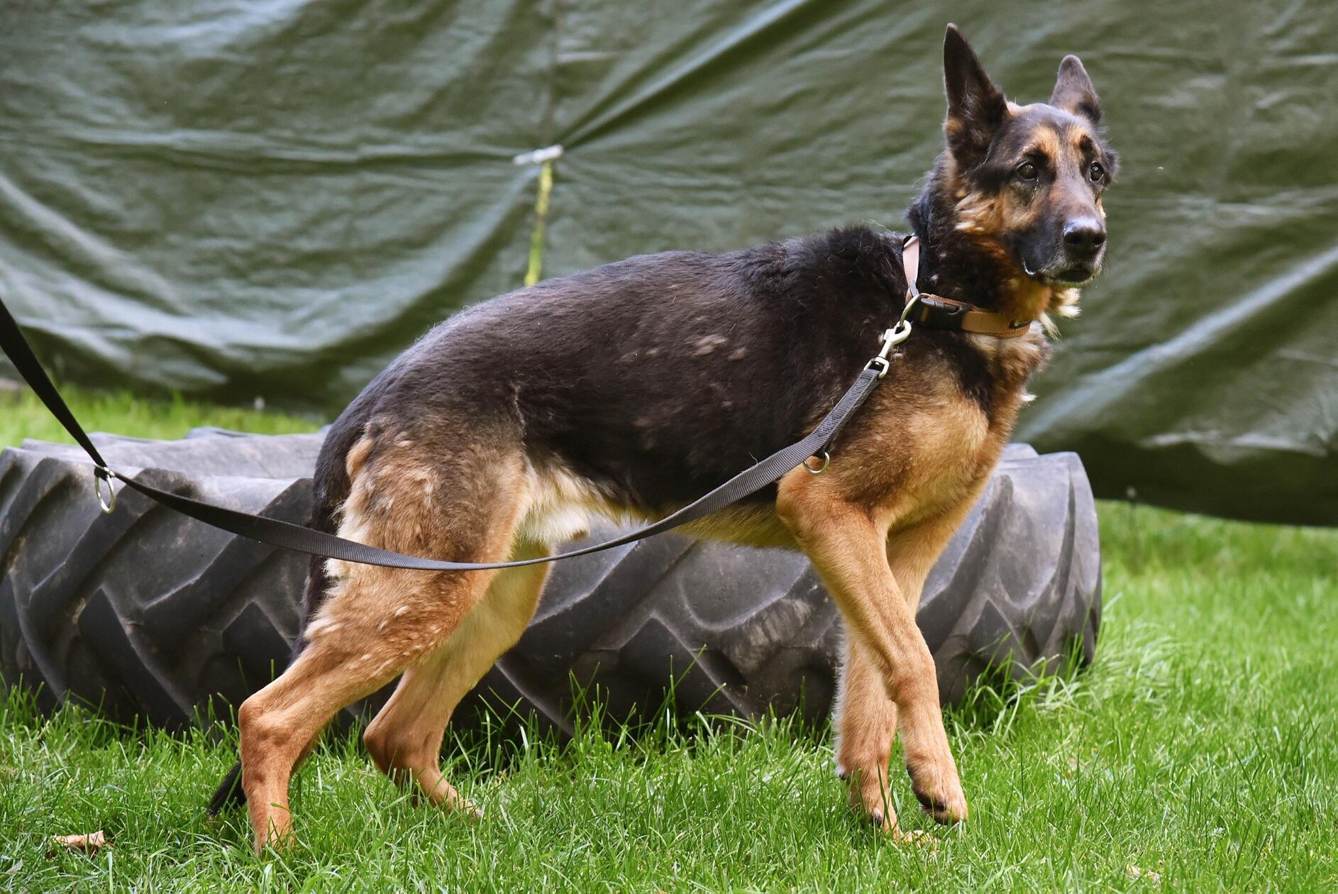 Zeus ist geboren 2015 und kastriert. Er ist lieb, gelehrig sowie gesund, benötigt aber Spezialfutter.