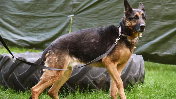 Zeus ist geboren 2015 und kastriert. Er ist lieb, gelehrig sowie gesund, benötigt aber Spezialfutter.