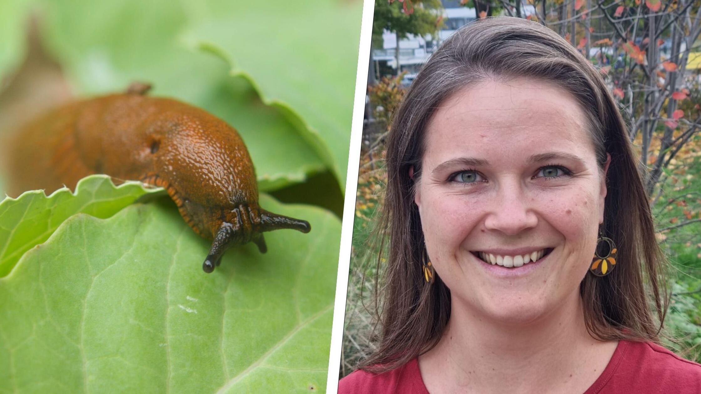Tipps gegen Schnecken im Garten Das können Sie tun