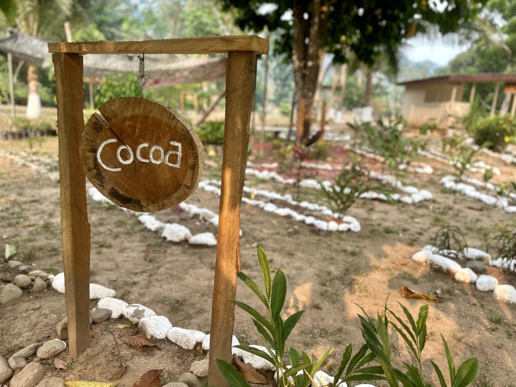 Die Mayas sind für ihre Schokoladen-Herstellung bekannt. Und bis heute bauen sie selber Kakao an und exportieren ihn.