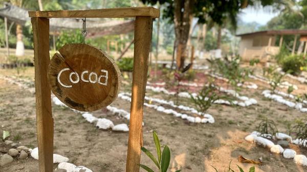 Die Mayas sind für ihre Schokoladen-Herstellung bekannt. Und bis heute bauen sie selber Kakao an und exportieren ihn.