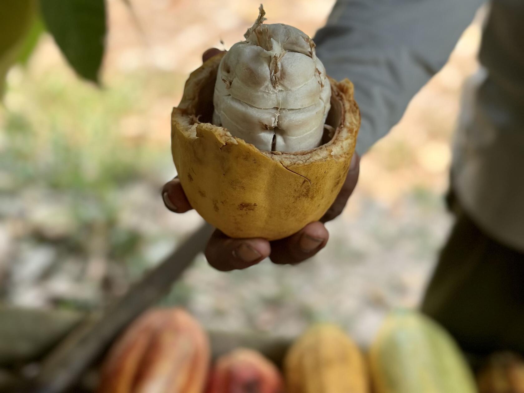 Wir kennen Kakao anders, so sehen die Bohnen aus, bevor sie weiterverarbeitet werden.