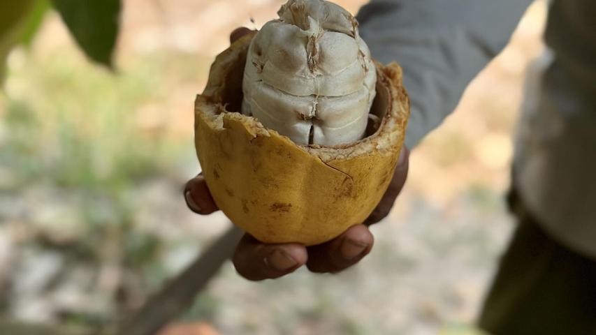 Wir kennen Kakao anders, so sehen die Bohnen aus, bevor sie weiterverarbeitet werden.