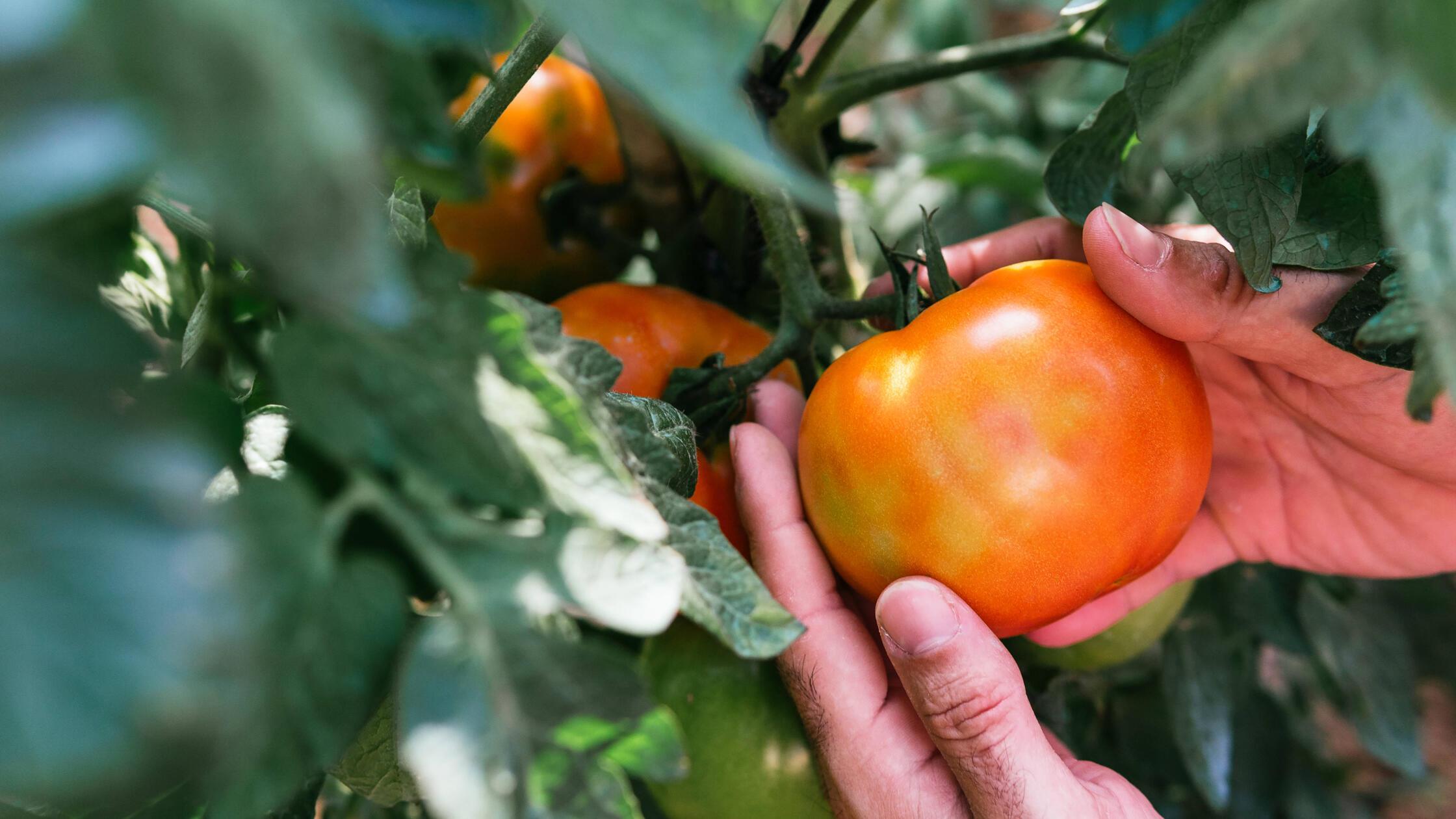 Natürlicher Dünger Zwei Hausmittel lassen Tomaten üppig wachsen