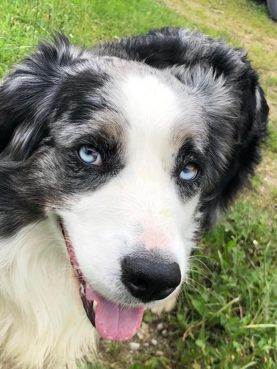 Keine Alm ohne Hund: Wuff.