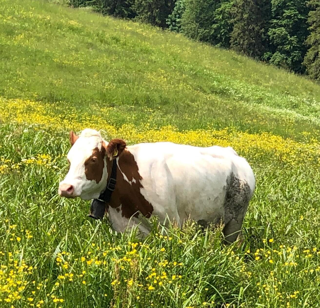 Kuh gehört dazu: Muh.