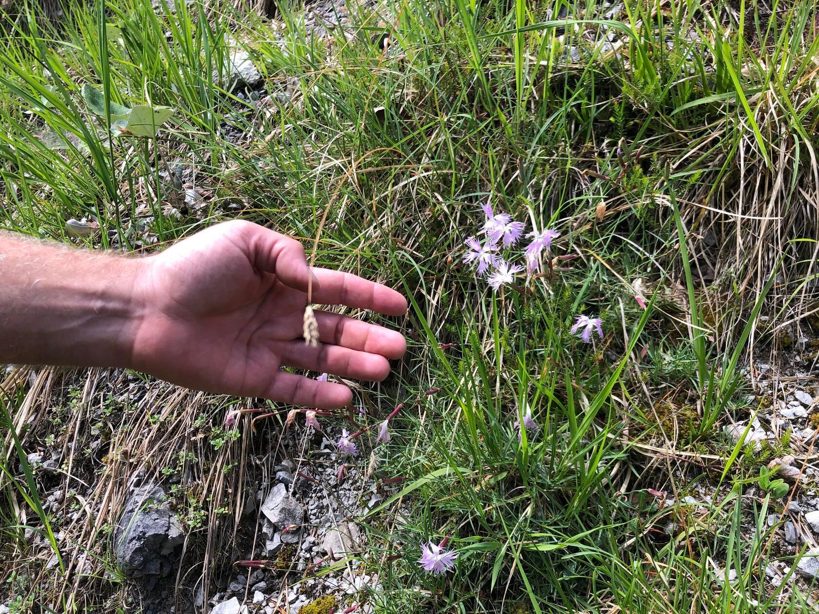 Zierliche Federnelke - die Pflanze ist einzigartig, nur noch im Nationalpark "Gesäuse" vorhanden.
