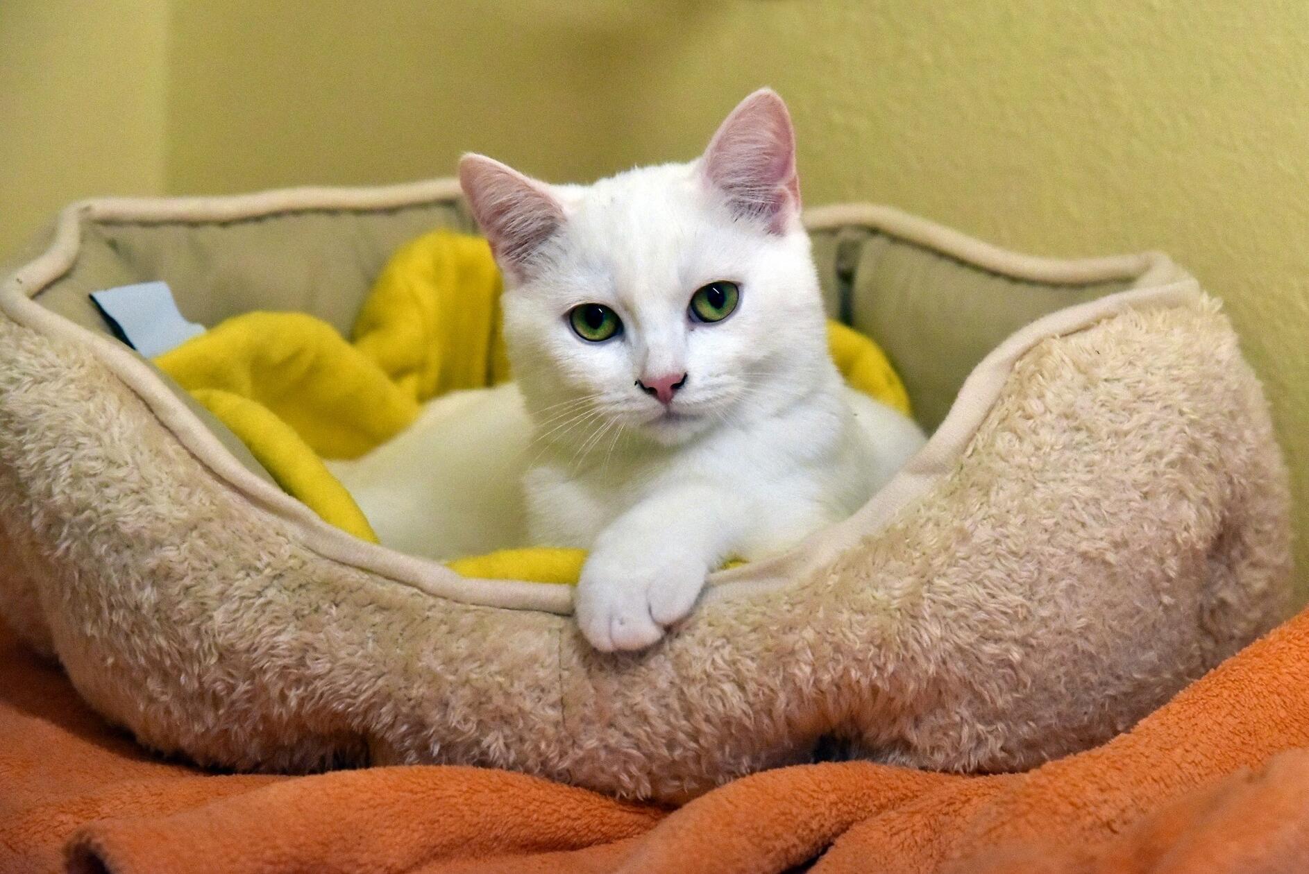 Eine der Jungkatzen und Kitten im Tierheim Erlangen. Diese wurden ca. 7/2025 geboren. Es warten noch viele junge Katzen in unserem Tierheim.