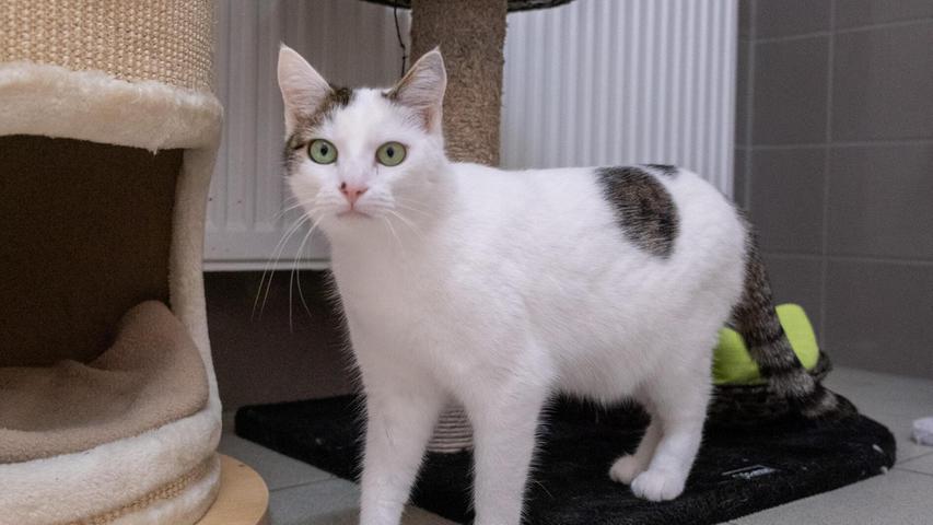 Die getigert-weiße Katzendame Nala ist keine, die sich jedem Besucher gleich in die Arme wirft. Wenn man ihr jedoch mit Geduld und etwas Einfühlungsvermögen begegnet, kann man Nala bald davon überzeugen, dass man ihr nichts Böses will. Dabei wäre es natürlich von Vorteil, wenn sie nicht den ganzen Tag über alleine und sich selbst überlassen ist. Die kastrierte Kätzin kam im Juli 2023 mit knapp acht Wochen als Fundtier ins Tierheim und hat als Kätzchen bereits die Freiheit genossen. Nala wäre deshalb in reiner Wohnungshaltung nicht glücklich und sollte nach entsprechender Eingewöhnung wieder Freigang bekommen. Dazu ist es aber notwendig, dass das neue Zuhause mit Garten auch verkehrsberuhigt liegt. Für Kinder ist Nala nicht geeignet. Die getigert-weiße Katzendame Nala ist keine, die sich jedem Besucher gleich in die Arme wirft. Wenn man ihr jedoch mit Geduld und etwas Einfühlungsvermögen begegnet, kann man Nala bald davon überzeugen, dass man ihr nichts Böses will. Dabei wäre es natürlich von Vorteil, wenn sie nicht den ganzen Tag über alleine und sich selbst überlassen ist. Die kastrierte Kätzin kam im Juli 2023 mit knapp acht Wochen als Fundtier ins Tierheim und hat als Kätzchen bereits die Freiheit genossen. Nala wäre deshalb in reiner Wohnungshaltung nicht glücklich und sollte nach entsprechender Eingewöhnung wieder Freigang bekommen. Dazu ist es aber notwendig, dass das neue Zuhause mit Garten auch verkehrsberuhigt liegt. Für Kinder ist Nala nicht geeignet.